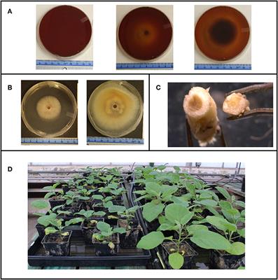 Chemicals of Emerging Concern in Treated Wastewater Impact Microbial Growth